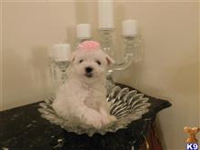 maltese puppy posted by Elegant Babies